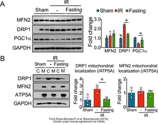Anti-GAPDH antibody used in Western Blot (WB). GTX100118