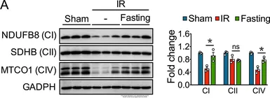 Anti-GAPDH antibody used in Western Blot (WB). GTX100118