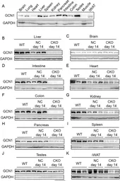 Anti-GAPDH antibody used in Western Blot (WB). GTX100118
