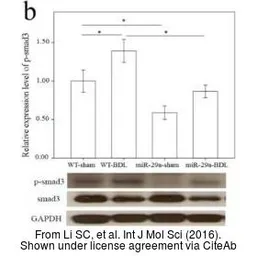 Anti-GAPDH antibody used in Western Blot (WB). GTX100118