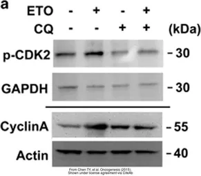 Anti-GAPDH antibody used in Western Blot (WB). GTX100118