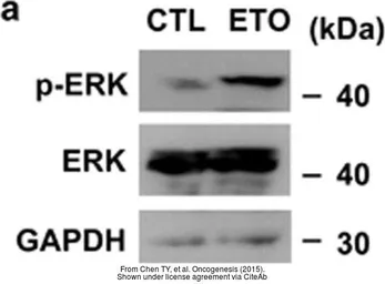 Anti-GAPDH antibody used in Western Blot (WB). GTX100118
