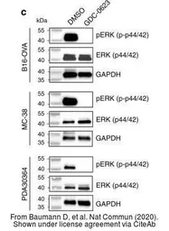Anti-GAPDH antibody used in Western Blot (WB). GTX100118