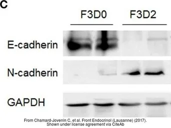 Anti-GAPDH antibody used in Western Blot (WB). GTX100118