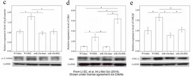 Anti-GAPDH antibody used in Western Blot (WB). GTX100118