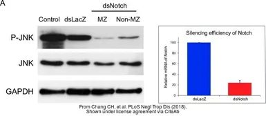 Anti-GAPDH antibody used in Western Blot (WB). GTX100118