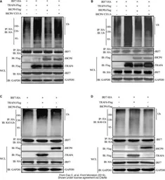 Anti-GAPDH antibody used in Western Blot (WB). GTX100118