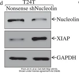 Anti-GAPDH antibody used in Western Blot (WB). GTX100118