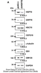 Anti-GAPDH antibody used in Western Blot (WB). GTX100118