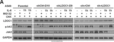 Anti-GAPDH antibody used in Western Blot (WB). GTX100118