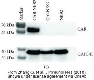 Anti-GAPDH antibody used in Western Blot (WB). GTX100118