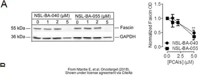 Anti-GAPDH antibody used in Western Blot (WB). GTX100118