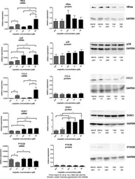 Anti-GAPDH antibody used in Western Blot (WB). GTX100118