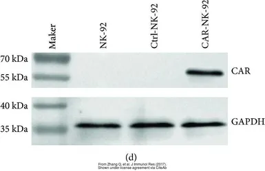 Anti-GAPDH antibody used in Western Blot (WB). GTX100118