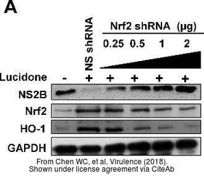 Anti-GAPDH antibody used in Western Blot (WB). GTX100118