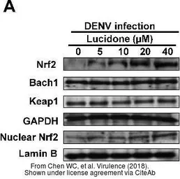 Anti-GAPDH antibody used in Western Blot (WB). GTX100118