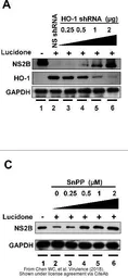 Anti-GAPDH antibody used in Western Blot (WB). GTX100118