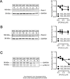 Anti-GAPDH antibody used in Western Blot (WB). GTX100118
