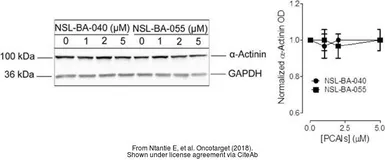 Anti-GAPDH antibody used in Western Blot (WB). GTX100118