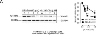 Anti-GAPDH antibody used in Western Blot (WB). GTX100118