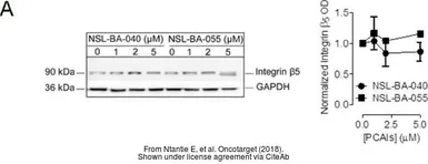 Anti-GAPDH antibody used in Western Blot (WB). GTX100118