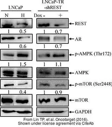 Anti-GAPDH antibody used in Western Blot (WB). GTX100118