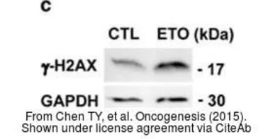 Anti-GAPDH antibody used in Western Blot (WB). GTX100118