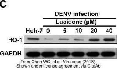 Anti-GAPDH antibody used in Western Blot (WB). GTX100118