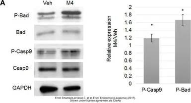 Anti-GAPDH antibody used in Western Blot (WB). GTX100118