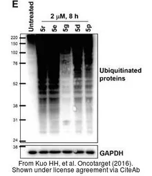 Anti-GAPDH antibody used in Western Blot (WB). GTX100118