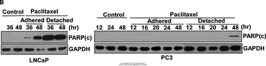 Anti-GAPDH antibody used in Western Blot (WB). GTX100118