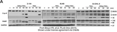 Anti-GAPDH antibody used in Western Blot (WB). GTX100118