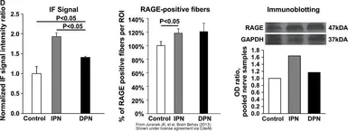 Anti-GAPDH antibody used in Western Blot (WB). GTX100118