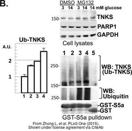 Anti-GAPDH antibody used in Western Blot (WB). GTX100118