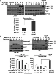 Anti-GAPDH antibody used in Western Blot (WB). GTX100118