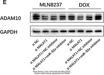 Anti-GAPDH antibody used in Western Blot (WB). GTX100118