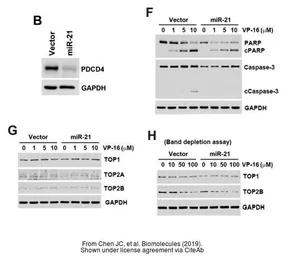 Anti-GAPDH antibody used in Western Blot (WB). GTX100118