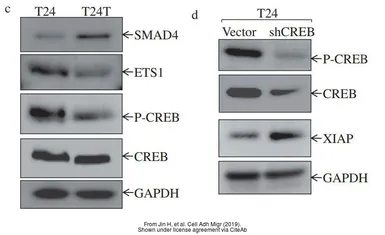 Anti-GAPDH antibody used in Western Blot (WB). GTX100118