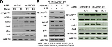 Anti-GAPDH antibody used in Western Blot (WB). GTX100118