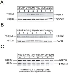 Anti-GAPDH antibody used in Western Blot (WB). GTX100118