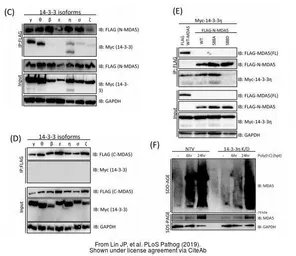Anti-GAPDH antibody used in Western Blot (WB). GTX100118