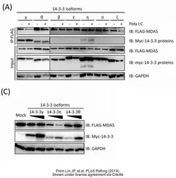 Anti-GAPDH antibody used in Western Blot (WB). GTX100118