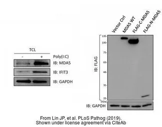 Anti-GAPDH antibody used in Western Blot (WB). GTX100118