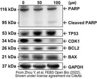 Anti-GAPDH antibody used in Western Blot (WB). GTX100118
