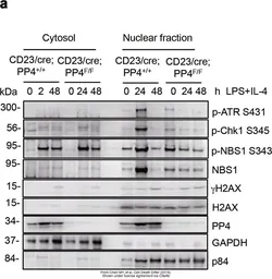 Anti-GAPDH antibody used in Western Blot (WB). GTX100118