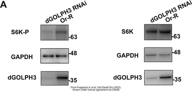 Anti-GAPDH antibody used in Western Blot (WB). GTX100118