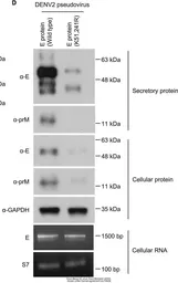 Anti-GAPDH antibody used in Western Blot (WB). GTX100118