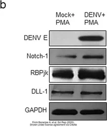 Anti-GAPDH antibody used in Western Blot (WB). GTX100118
