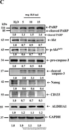 Anti-GAPDH antibody used in Western Blot (WB). GTX100118