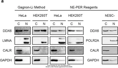 Anti-GAPDH antibody used in Western Blot (WB). GTX100118